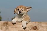 CORGI PEMBROKE 1081
